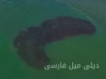 آب‌های سیاه نیویورک: تجمعی بی‌سابقه در دریا